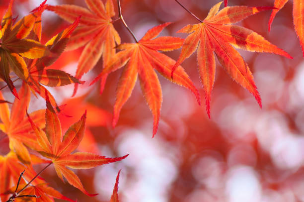 istock Acer Palmatum, Red Maple leaves 471310159