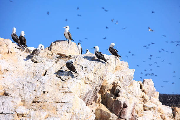 istock Blue-Footed Boobies - Ballestas Islands, Peru 471310335