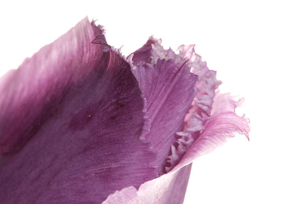 Closeup of tip of purple tulip variety \