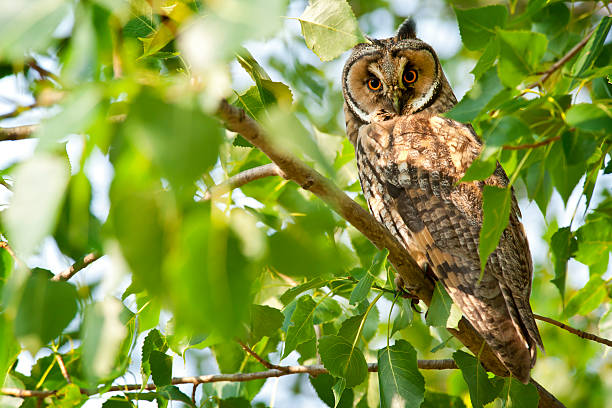 búho chico en un árbol, vida silvestre toma - leafes fotografías e imágenes de stock