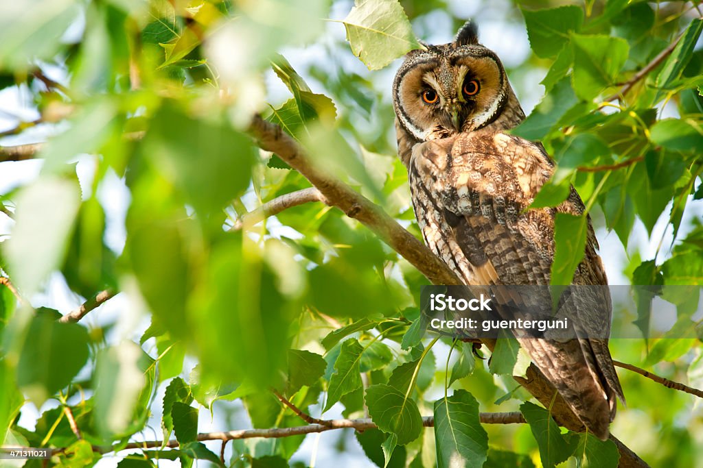 Long-Eared Owl in a tree, wildlife shot A young Long-Eared Owl (Asio otus, sometimes also Strix otus) sitting in a green tree in the morning light. Long-eared Owl Stock Photo