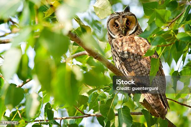 Longeared Owl In A Tree Wildlife Shot Stock Photo - Download Image Now - Long-eared Owl, Owl, Animal