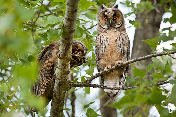 istock Two Long-Eared Owls in a tree, wildlife shot 471311025