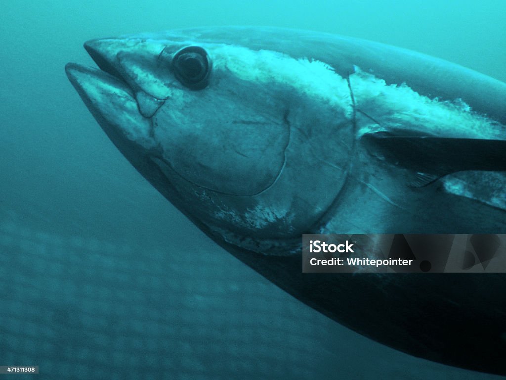 Blue-fin Tuna Blue-fin Tuna close up underwater photo Bluefin Tuna Stock Photo