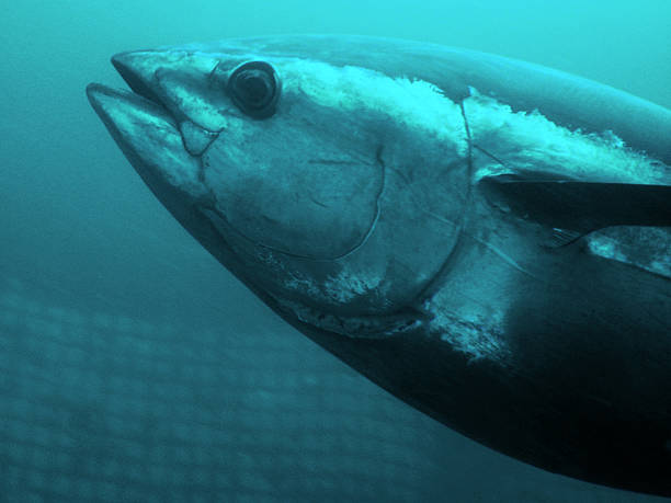 синий-fin тунец - tuna tuna steak raw bluefin tuna стоковые фото и изображения