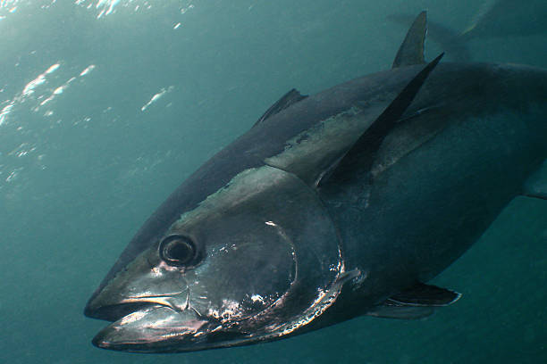 синий-fin тунец - tuna tuna steak raw bluefin tuna стоковые фото и изображения