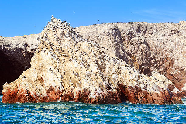 Flock Of Peruvian Boobies on the rocky cliffs of the Ballestas Islands, Peru.