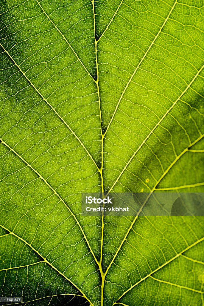 Arrière-plan de feuilles vertes  - Photo de Abstrait libre de droits