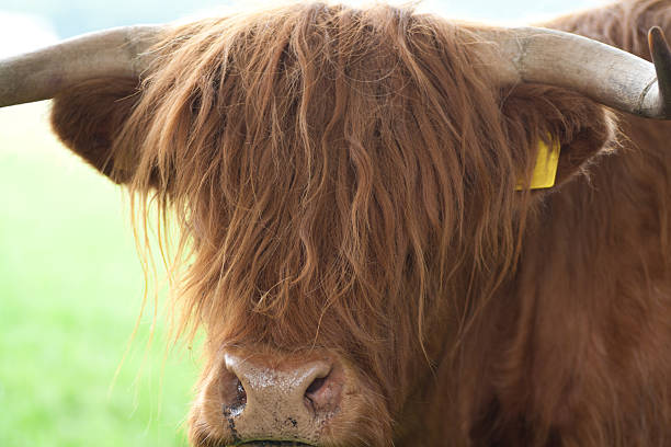 istock Highland Cattle with big horns 471312091