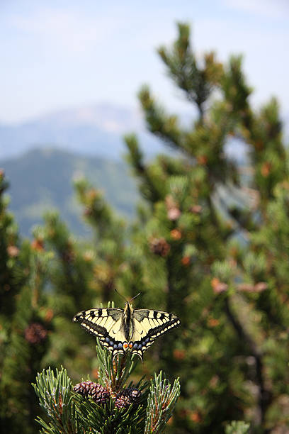 Swallowtail in the mountains stock photo