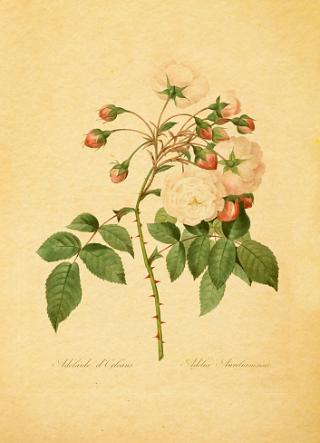 Antique illustration of an adelia aurelianensis, also known as Adelaide of Orleans rose. Engraved by Pierre-Joseph Redoute (1759 - 1840), nicknamed 