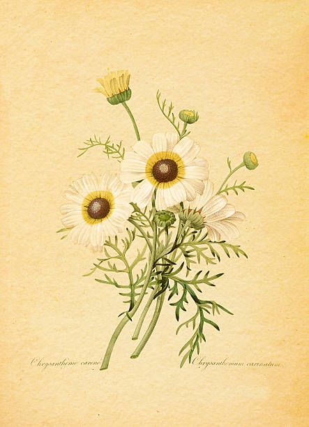 50+ Chrysanthemum Carinatum Stock Photos, Pictures & Royalty-Free ...