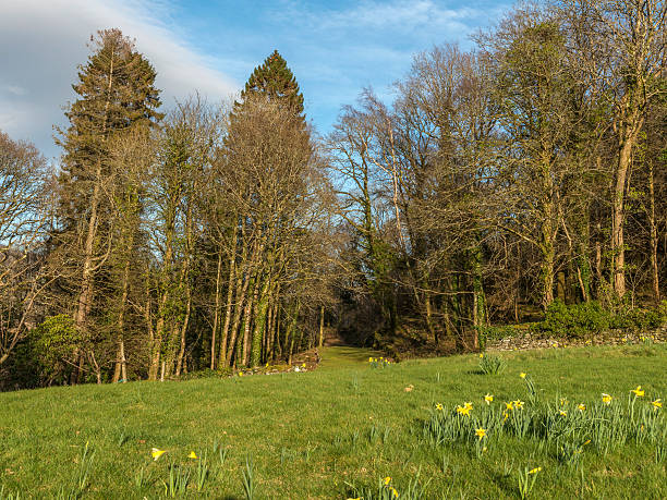 Springtime flowerbed with Daffodils and Poet's daffodils