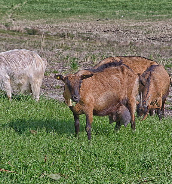 istock Goats in the tuscany countryside 471314356