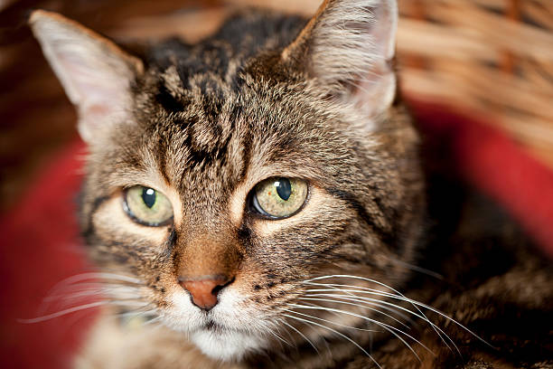 old cat \