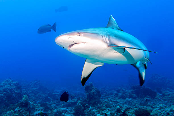 istock Grey shark jaws ready to attack in the blue 471314608