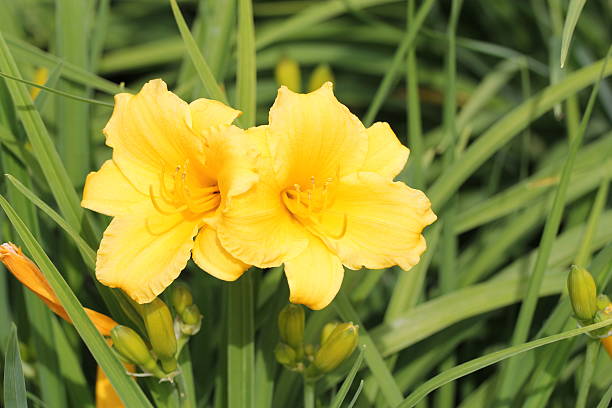 istock Hemerocallis Cultivar - Taglilie 471314805