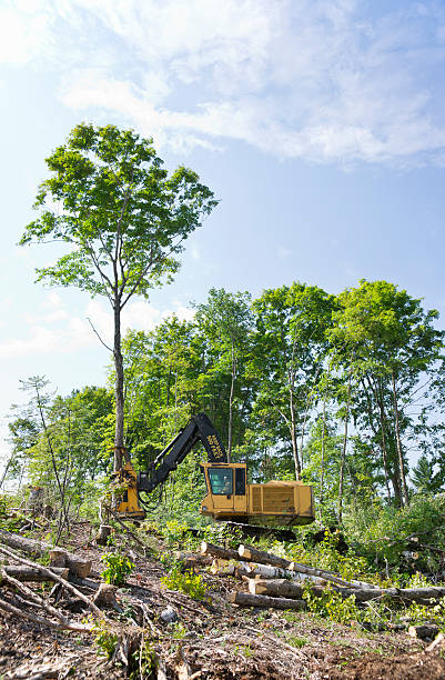 moderno equipamento de registo - silviculture imagens e fotografias de stock