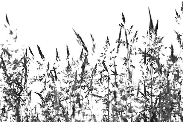 istock Wild grasses silhouette on white background 471315190