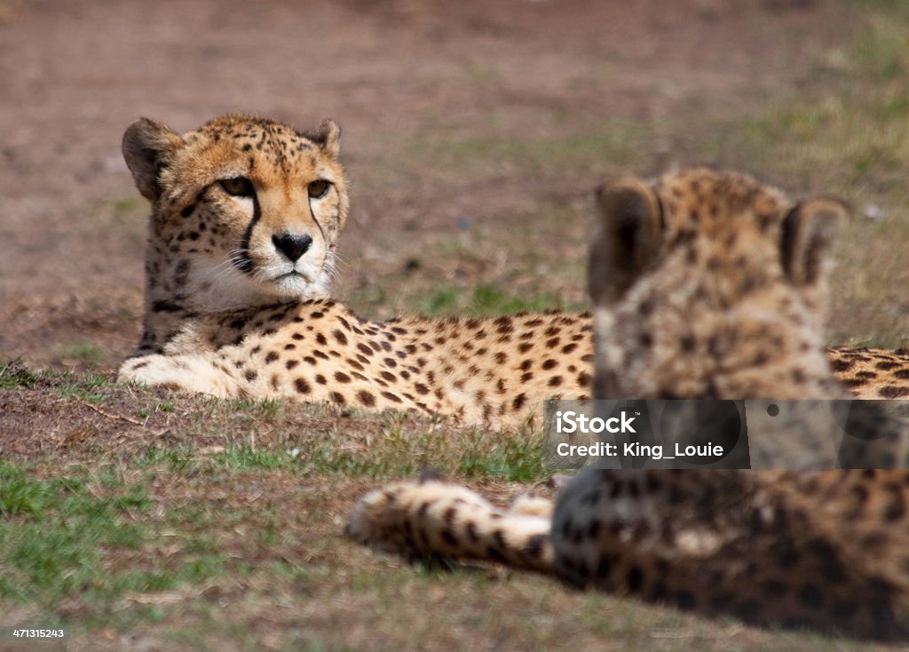 Cheetahs resting Africa Stock Photo