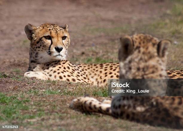 Cheetahs Resting Stock Photo - Download Image Now - Africa, African Cheetah, African Culture