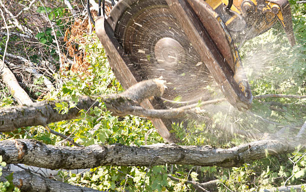 registrazione di macchinari moderni - silviculture foto e immagini stock