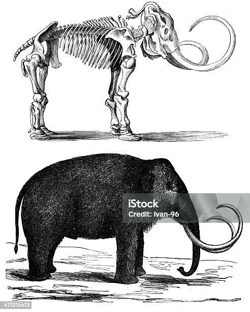 Mamut - Stockowe grafiki wektorowe i więcej obrazów Dinozaur - Dinozaur, Szkielet zwierzęcia, Grawerunek