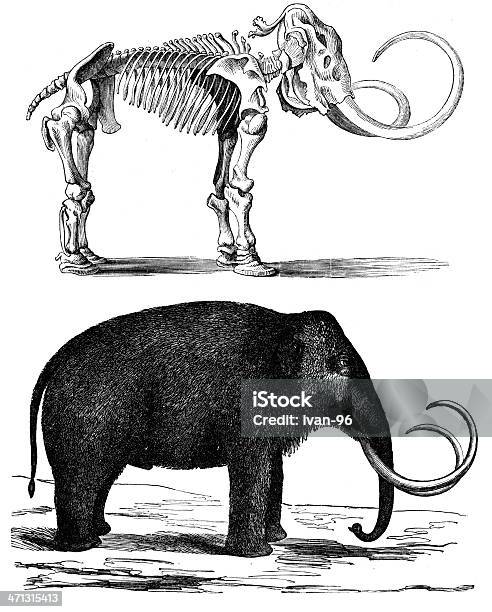 Мамонт — стоковая векторная графика и другие изображения на тему Динозавр - Динозавр, Скелет животного, Гравировка