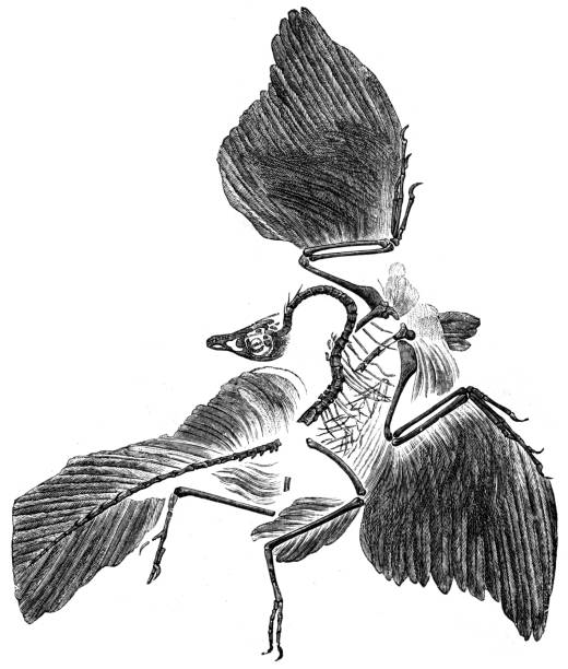 archaeopteryx - dinosaur fossil hình minh họa sẵn có
