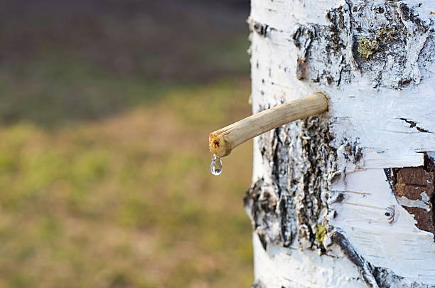 suco de bétula - water sap - fotografias e filmes do acervo