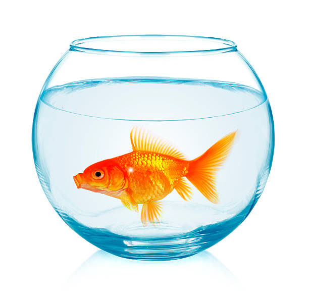 istock Goldfish in aquarium 471317694