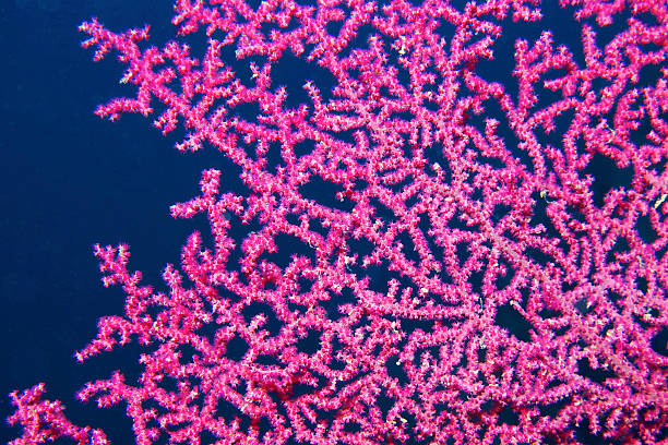 istock Pink gorgonian sea fan 471318070