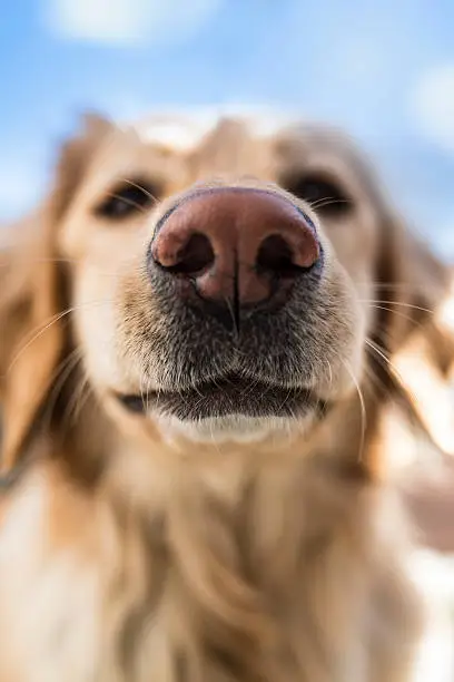 Nose of a hovawart dog, smelling something. Very shallow DOF.