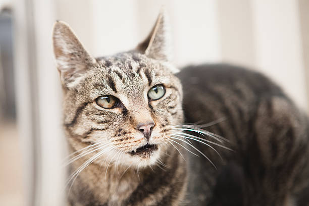 istock Tabby striped  cat closeup and looking away 471318210