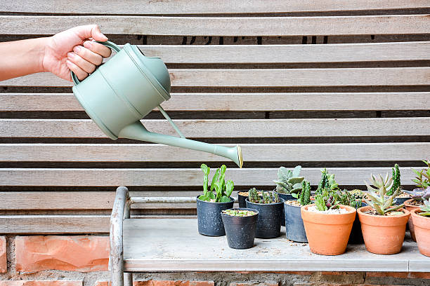 물뿌리개 ans 그룹 캐터스 - plant watering can human hand holding 뉴스 사진 이미지