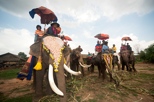 Surin , Thailand -May 23,2013 : Ordination Parade on Elephant’s Back Festival is when elephants parade and carry Novice monk on their backs at  Wat Chang Sawang to Moon river on May 23 , 2013 in Surin Province , Northeast of Thailand.