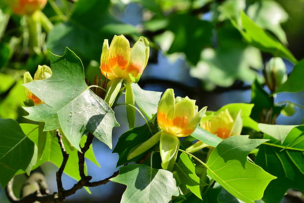 백목련 (liriodendron tulipifera) 꽃 - photography poplar tree tree deciduous tree 뉴스 사진 이미지