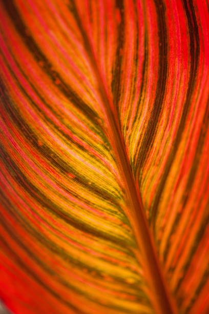 istock Leaf of Canna species 471319065