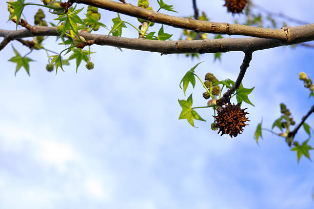liquidambar (sweetgum tree) spiked fruits with autumn red leaf swaying in the wind in park close up. Beautiful view