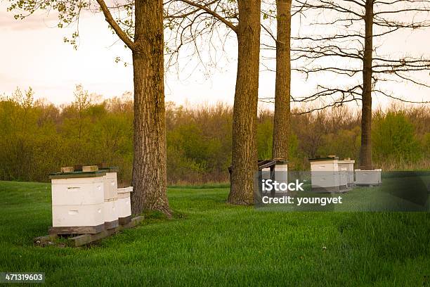 Beekeeping Foto de stock y más banco de imágenes de Abeja - Abeja, Agricultura, Aire libre