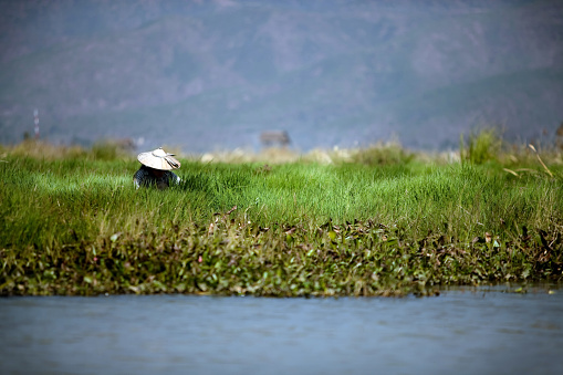 A woman working in her floating garden on Inle lake.