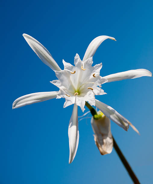 Pancratium maritimum, or sea daffodil, is a species of bulbous plant native to the Mediterranean region and south-western Europe. 