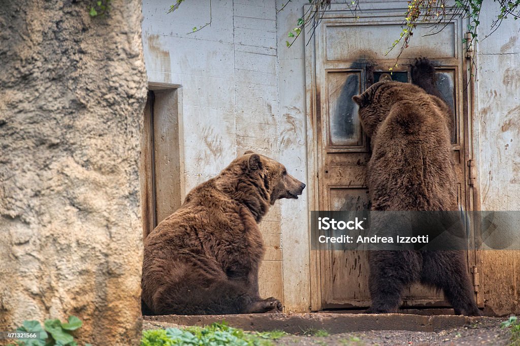 Negro grizzly bears - Foto de stock de 2015 libre de derechos