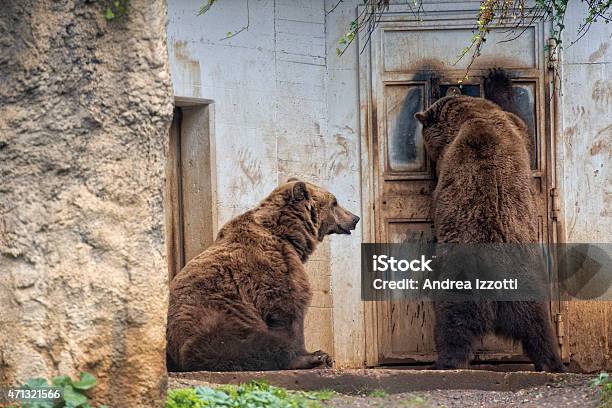 Negro Grizzly Bears Foto de stock y más banco de imágenes de 2015 - 2015, Aire libre, Alaska - Estado de los EE. UU.