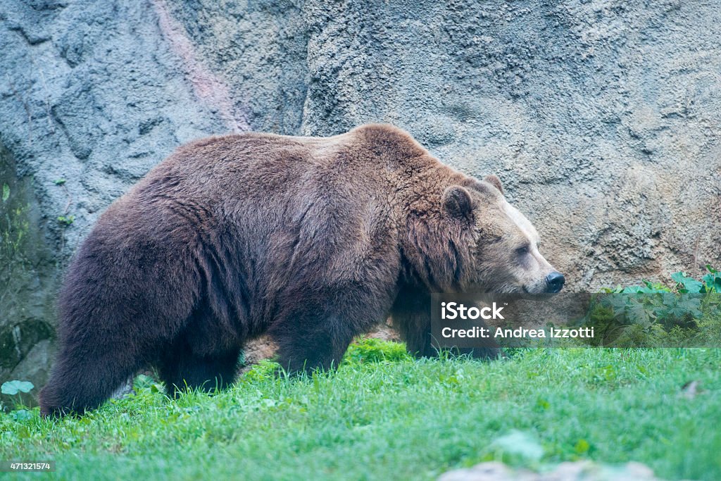 Negro grizzly bears - Foto de stock de 2015 libre de derechos