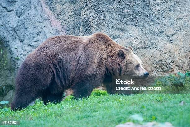 Negro Grizzly Bears Foto de stock y más banco de imágenes de 2015 - 2015, Aire libre, Alaska - Estado de los EE. UU.