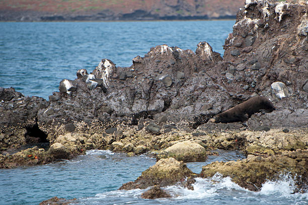 istock sea lion seals relaxing 471321582