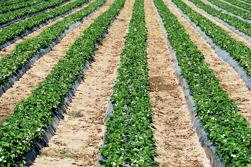 Large field with strawberry plants with plastic covering around the plants ,in  the surroundings of Borgloon, a city  in the province of Limburg,Belgium.