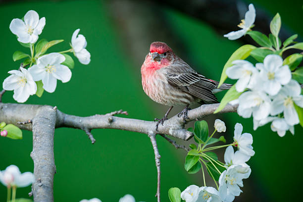 istock House finch in an apple tree with spring blossoms. 471322000