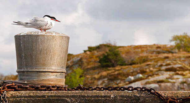 Herring gulls stock photo